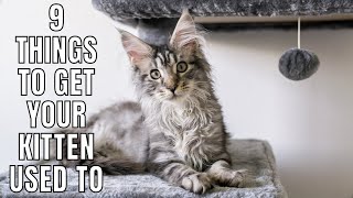 9 Things to Get Your Kitten Used to