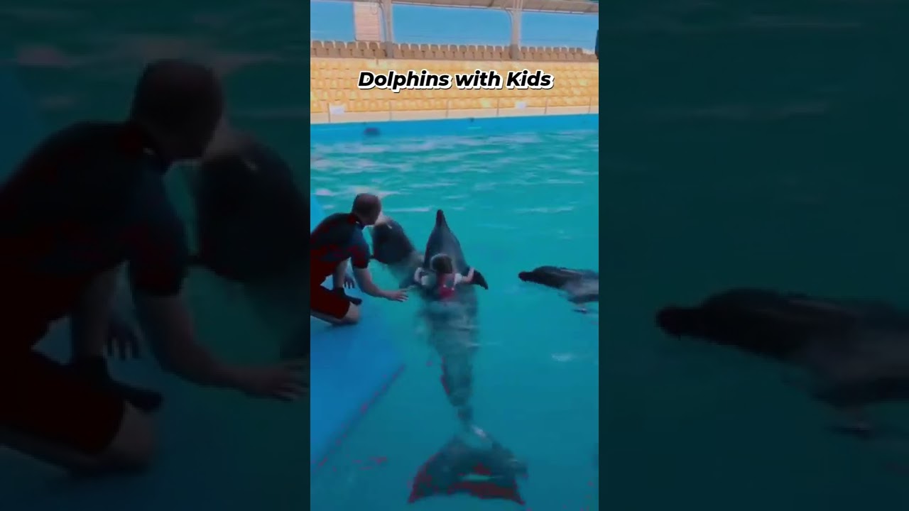 Dolphin Assisted Therapy (DAT)