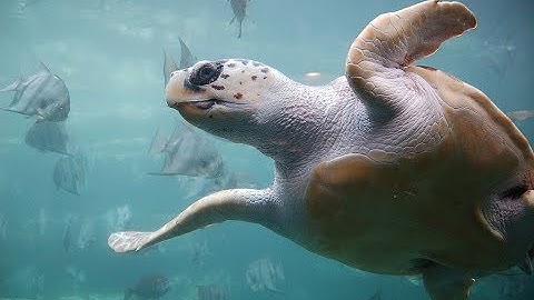 Facts: The Loggerhead Sea Turtle