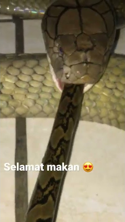 King Cobra makan ular sanca