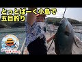 【とっとパーク小島】グレに真鯛に平目乱舞!? 夏の大阪海釣り公園【五目釣り】