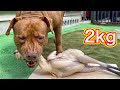 Pitbull vs Whole Raw Chicken （ASMR）