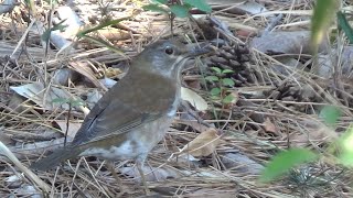 Pale Thrush ( Turdus pallidus ) in Winter 2024