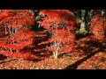 紅葉の京都府立植物園 の動画、YouTube動画。