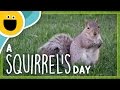 A squirrels day sesame studios