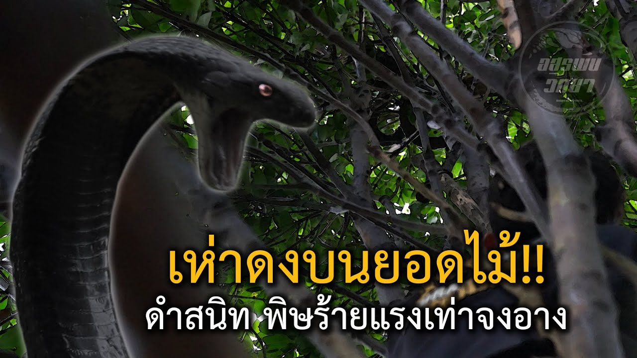 เห่าดงบนยอดไม้!! ดำสนิท พิษร้ายแรงเท่าจงอาง อสรพิษวิทยา EP.235