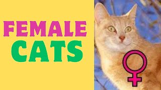 'The Fascinating World of Female Cats: Secrets and Surprises'