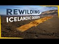 Were rewilding icelands deserts  heres how