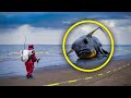 Mysterious Grey Blob Found On The Beach Is Identified By Scientists As Extremely Rare Creature