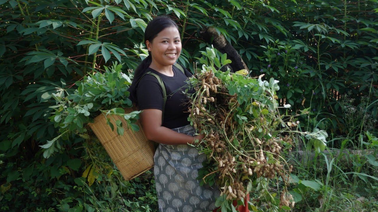 Pag Harvest Ng Mani at Pag Gawa ng 'Tuyo'!