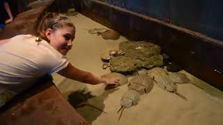 Palm jumeirah dubai ...