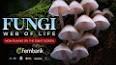 The Enigmatic World of Fungi: Exploring the Realm of Spores and Mycelium ile ilgili video