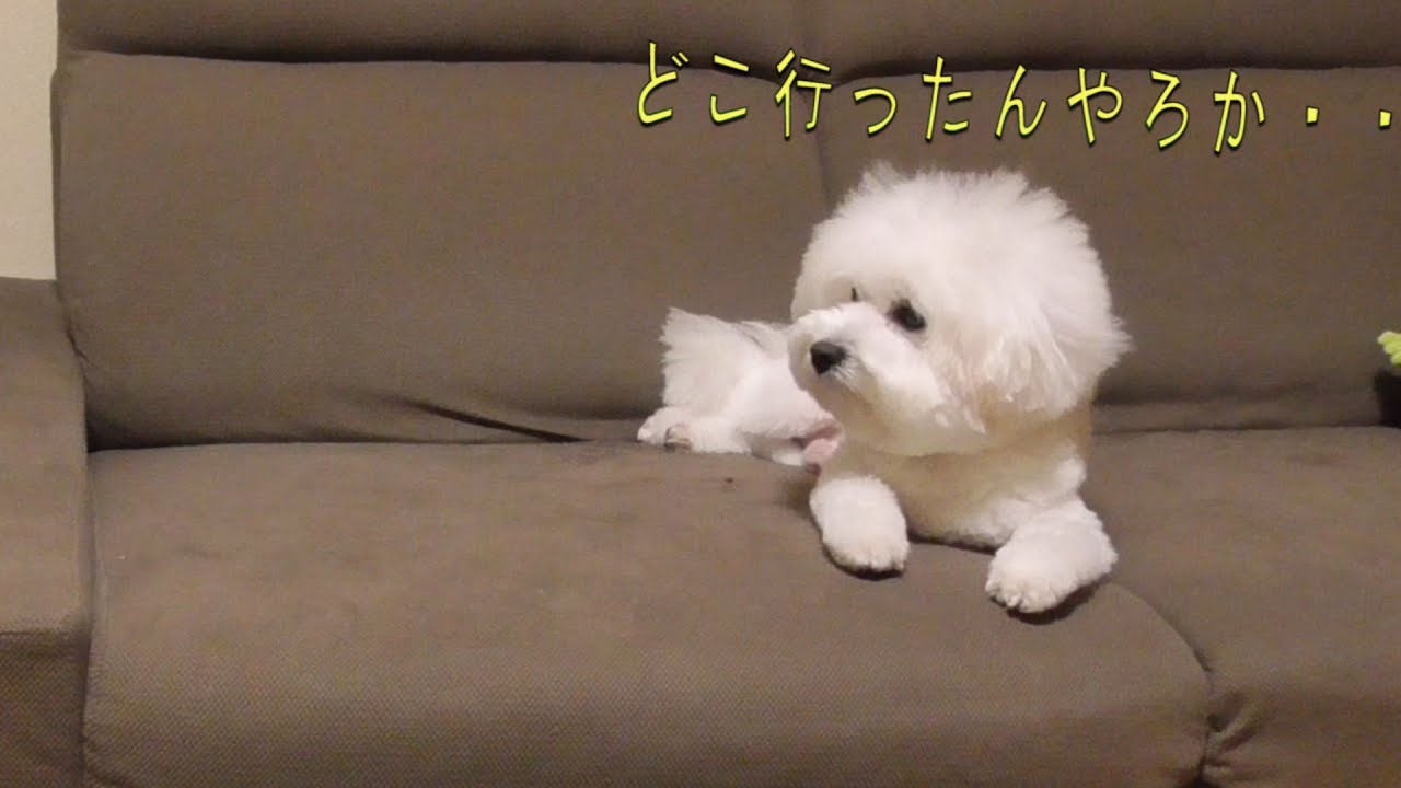 姿が見えなくなって半泣きになる犬 ビションフリーゼ Youtube