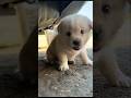 Cutest Puppy Ever 🐶❤️ #shorts 🥰 🧺 #shorts #puppy #cutedog #doglover #pets #animals #viralshorts 😍