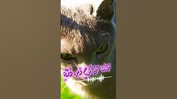 سورة مريم و،؛كا.نك تسمعها لأ،؛و.ل مر.ة💜🌼،؛❣️📯🌸،.🏵️💛بصوت الشيخ حمزة مدبو.ح 💕💙؛،❤️💮،.💓💘..🧡