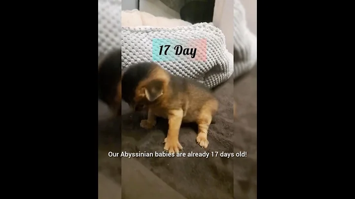 Video 11619851: animals cat pets abyssinian, abyssinian kitten animals cat, abyssinian cat cute kitten, cat kitten walk, kitten learning, cat old