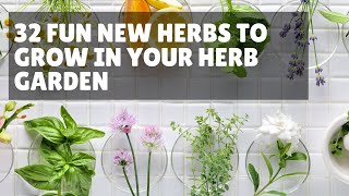 32 Fun New Herbs To Grow In Your Herb Garden by Food For Net 167 views 3 years ago 2 minutes, 42 seconds