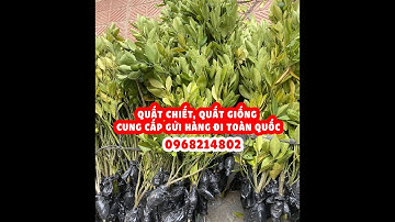 Quất chiết gửi hàng thực tế cho khách hàng. Cung Cấp quất giống, quất chiết, quất dâm, quất ăn quả.