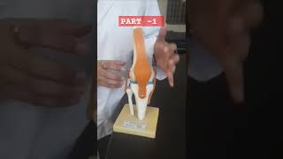 Knee Joint By Smriti Shrivastav From Batch 2021 Bams