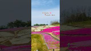 Shibazakura in oomori park Yokote #ofwjapan #everyone #nocopyrightinfringementintended #japanslife
