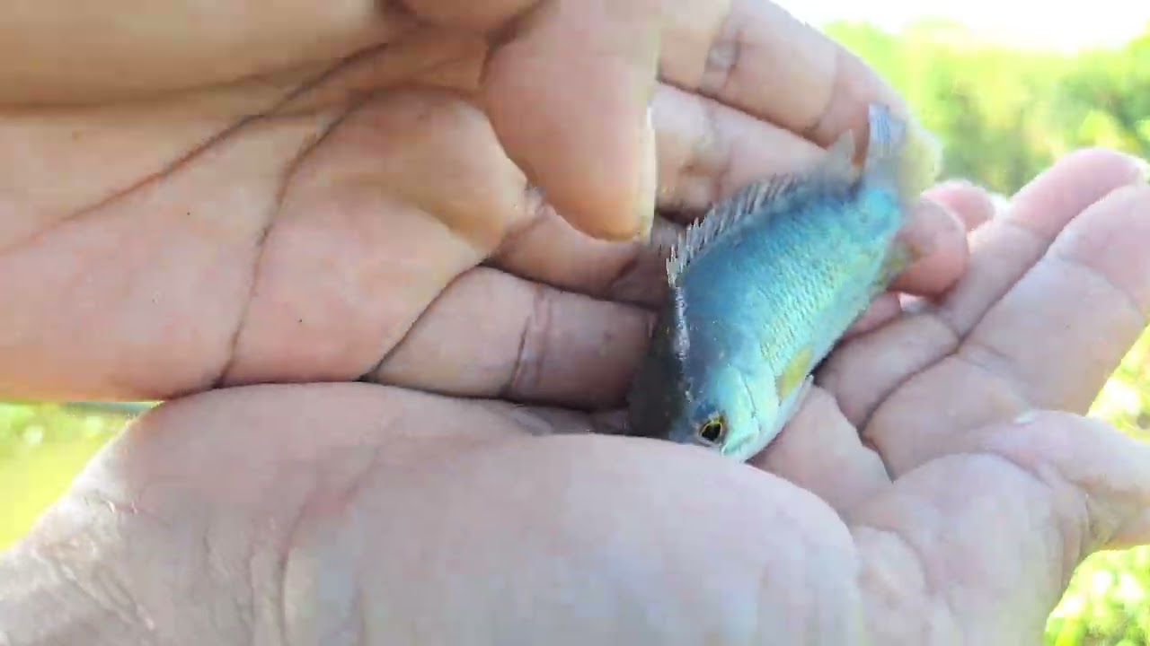 amazing hand fishing videos - Smart boy catching carp fish anabas Part #1