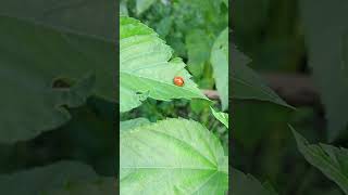 Spotless lady beetle