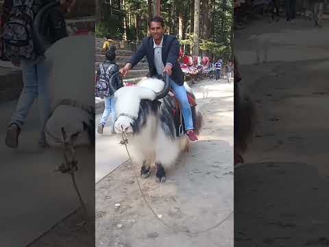 Manali Days Trendingshorts Viralshorts Shorts2022 Viral Myfirstvlog Manali Funny Manikemove 
