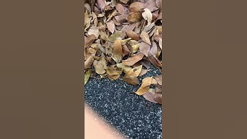 2012 camaro ss ticking noise help please