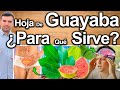 TÉ DE HOJA DE GUAYABA CURA TODO - ¿Para Qué Sirve? Beneficios Y Contraindicaciones