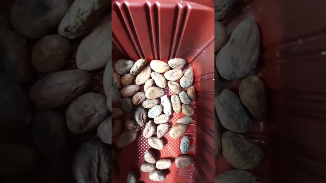 Les bienfaits des fèves de cacao pour votre organisme