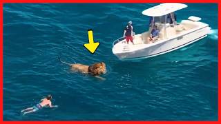 Mergulhador Salva A Vida De Leo  Veja Como Ele O Agradece Pela Ajuda