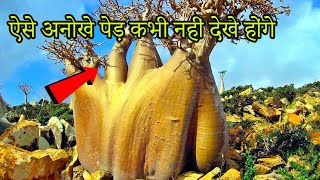 दनय क 10 सबस असमनय पड Most Unusual Trees In The World