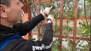 Wiosenne cięcie róż pnących. Trzy przykłady.