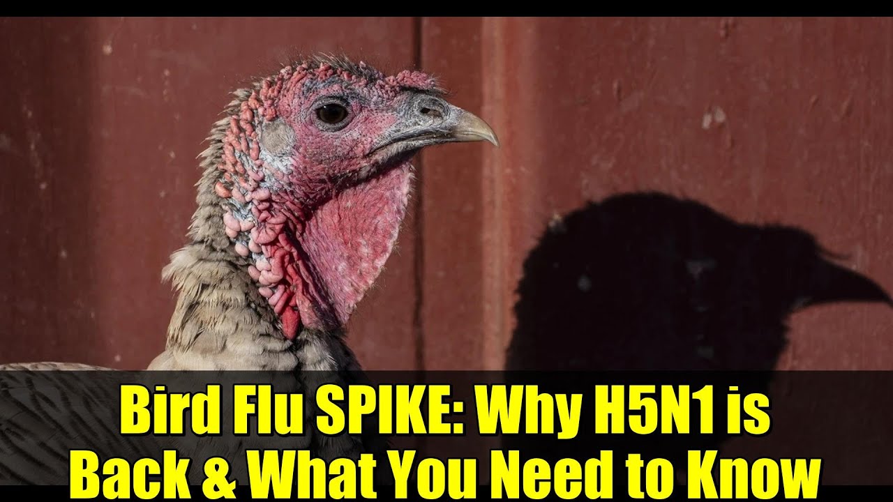 Bird Flu SPIKE: Why H5N1 is Back & What You Need to Know - YouTube