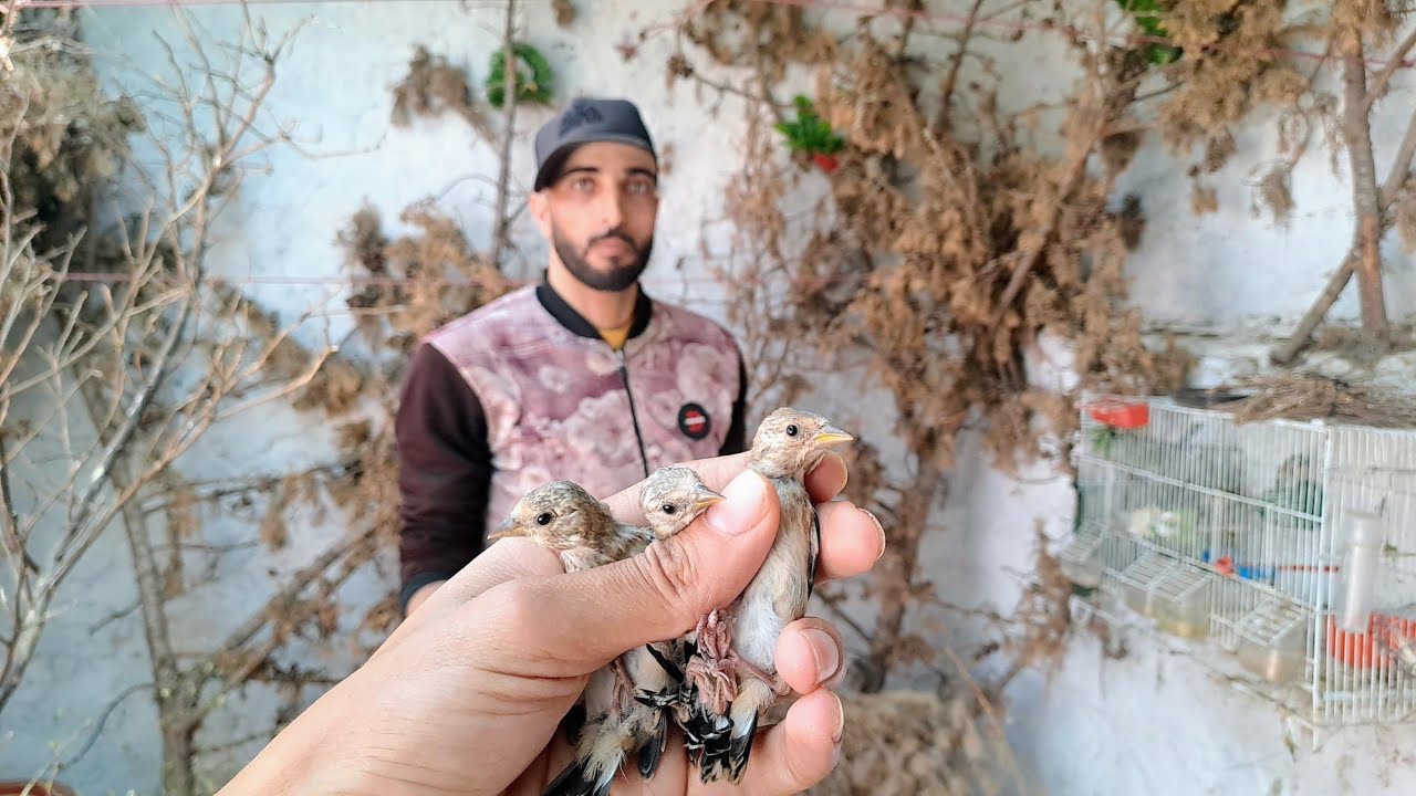 زيارة عند عبدالرحيم ❤️‍🔥ورانا سلالة الحسون قورع تسيباط اعشاش مع اهم المعلومات مفيدة في طيورالحسون