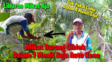 Mikat Burung Ciblek Dalam 1 Menit Auto Kena Pulut Kayak Meteor - Cara Pikat Burung Ciblek Terbaru