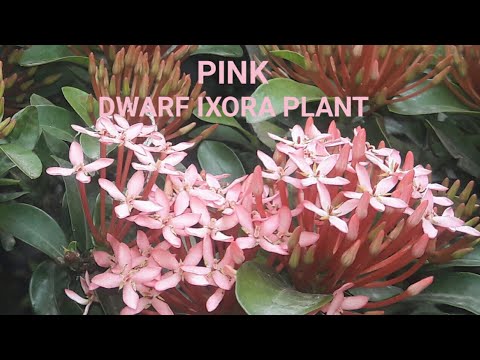 Dwarf Pink Ixora Plant Mine Ixora Plant Pink Colour Flowers - thptnganamst.edu.vn