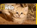 North Carolina Zoo has a new sand cat kitten