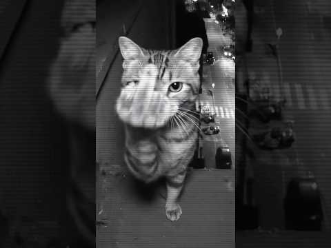 لكل من ينتظر سقوطي كوميديا Funny ضحك Fyp