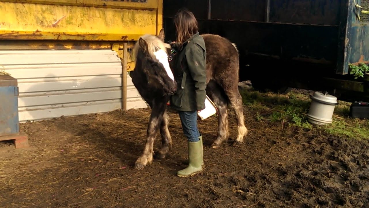 7 month old colt foal halter training YouTube