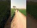 Funny Ghee Video😂 #viral #funny #shorts #viral