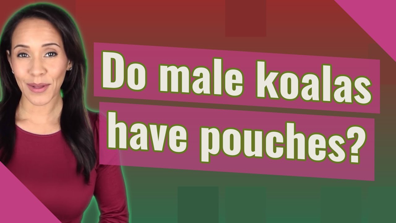 Do male koalas have pouches? YouTube
