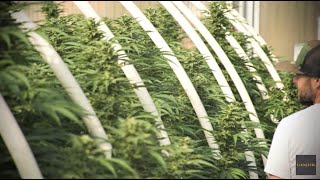 The Ganjier Cannabis Course Student Experience: Ben Wells | Puffco