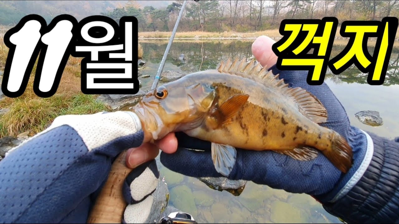 11월 7일 꺽지낚시 다녀 왔습니다...(Korea Rockfish Lure Fishing) YouTube
