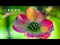 【4:54】今日は母の日!『ハナミズキ』三部合唱一人で歌ってみた♫4Kハナミズキの花と共に。説明欄コメント欄に歌詞付き。毎日チャレンジ122回目✨是非 グダグダ感を楽しんでみてくださ~い(  ́艸`)♪