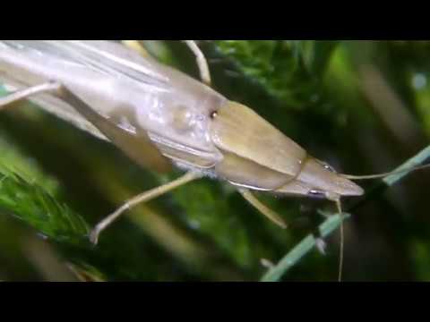 鳴くクビキリギス Euconocephalus Thunbergi 褐色型 Youtube