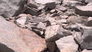 Cute fat marmot on Mt.Whitney mountaineer's route