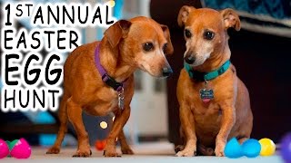 Our Dogs' 1st Easter Egg Hunt