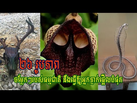 ២៦ រូបភាពចម្លែកៗរបស់ធម្មជាតិ...../26 Strange Pictures of Nature That Will Surprise You the Most