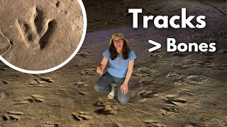 What Dinosaur Tracks Can Tell Us (That Bones Can’t!)